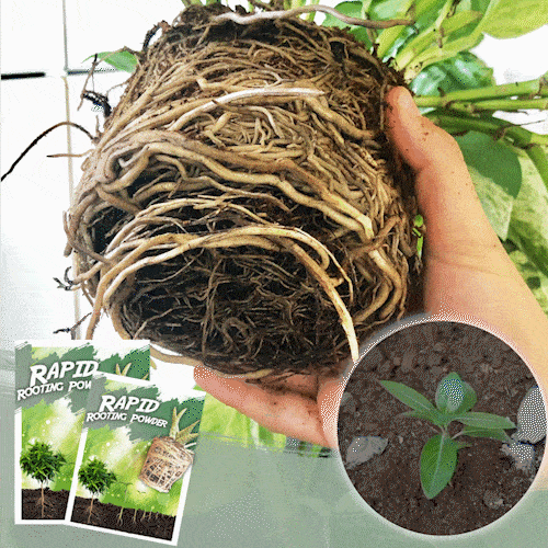 Rapid Rooting Powder